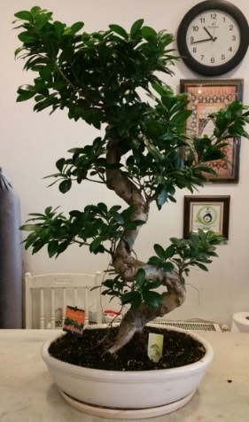 100 cm yksekliinde dev bonsai japon aac  Eskiehir iek siparii sitesi 