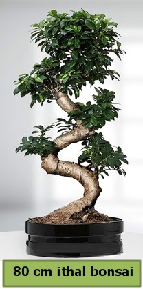80 cm zel saksda bonsai bitkisi  Eskiehir iek siparii vermek 