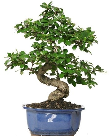 21 ile 25 cm aras zel S bonsai japon aac  Eskiehir iek siparii vermek 