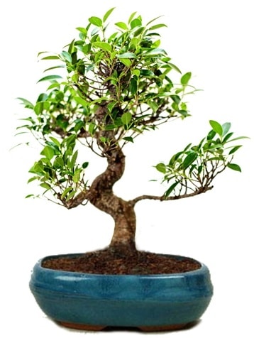 25 cm ile 30 cm aralnda Ficus S bonsai  Eskiehir internetten iek sat 